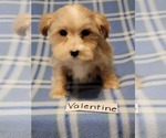 Small Photo #3 Maltipoo Puppy For Sale in CLARKRANGE, TN, USA