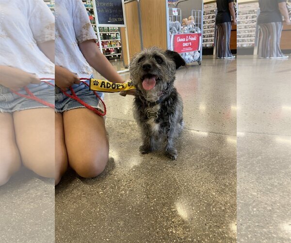 Medium Photo #2 Shih Tzu-Unknown Mix Puppy For Sale in Victorville, CA, USA
