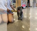 Small #1 Shih Tzu Mix