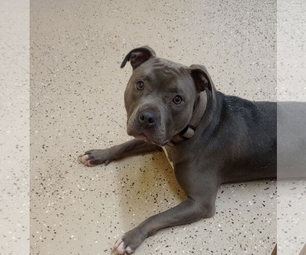 Medium Photo #11 American Pit Bull Terrier Puppy For Sale in York, SC, USA
