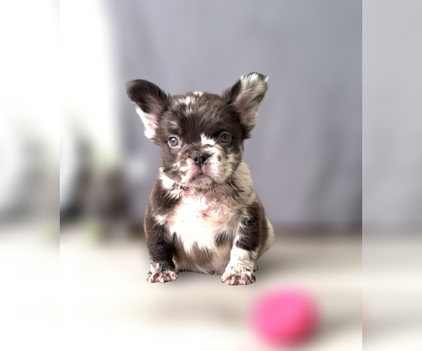 Medium Photo #11 French Bulldog Puppy For Sale in PALMDALE, CA, USA
