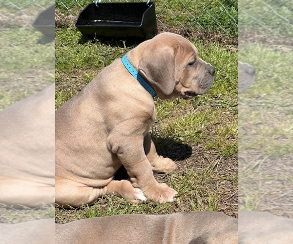 Medium Photo #1 Cane Corso Puppy For Sale in RAEFORD, NC, USA