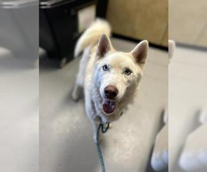 Siberian Husky Dogs for adoption in Sugar Land, TX, USA