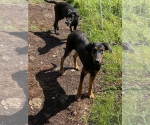 Doberman Pinscher-German Shepherd Dog Mix Dog for Adoption in ELLENVILLE, New York USA