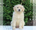 Small #4 Golden Retriever