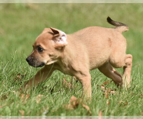Medium Photo #11 Australian Shepherd-Beagle Mix Puppy For Sale in Mechanicsburg, PA, USA