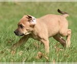 Small Photo #11 Australian Shepherd-Beagle Mix Puppy For Sale in Mechanicsburg, PA, USA
