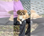 Small #5 Shih Tzu Mix
