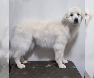 HARRIET- no fee (sponsored) - Female Great Pyrenees Dog for Adoption - Photo #10