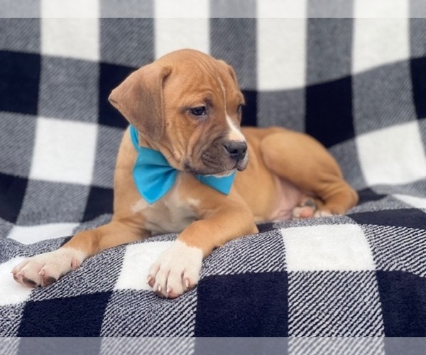 Medium Photo #6 American Staffordshire Terrier Puppy For Sale in LAKELAND, FL, USA