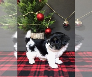 Havanese-Poodle (Toy) Mix Puppy for sale in FOUNTAIN VALLEY, CA, USA