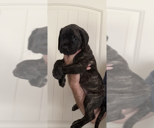 Medium Photo #15 Mastiff Puppy For Sale in OLATHE, KS, USA
