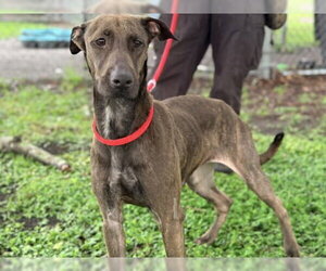 Unknown-Whippet Mix Dogs for adoption in St. Cloud, FL, USA