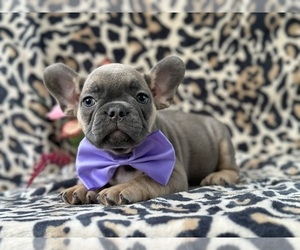 French Bulldog Puppy for sale in LANCASTER, PA, USA