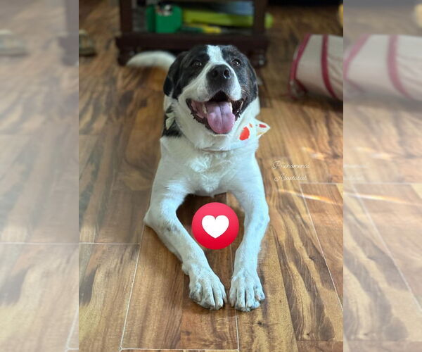 Medium Photo #5 American Pit Bull Terrier-Great Pyrenees Mix Puppy For Sale in Evansville, IN, USA