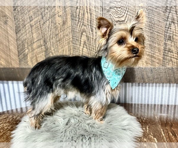 Medium Photo #6 Yorkshire Terrier Puppy For Sale in NAPPANEE, IN, USA