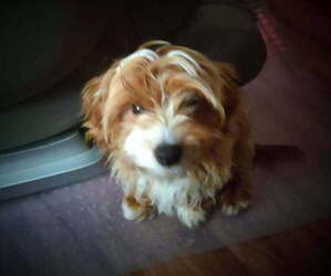 Father of the Cavachon-Poodle (Toy) Mix puppies born on 04/14/2025