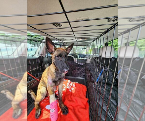 Medium Photo #2 Mutt Puppy For Sale in Imlay City, MI, USA