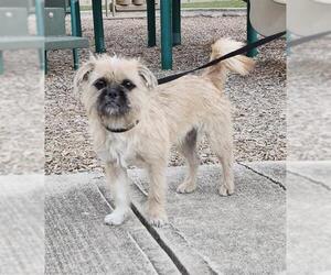 Border Terrier-Unknown Mix Dogs for adoption in San Antonio, TX, USA