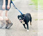 Small #1 American Staffordshire Terrier-Bull Terrier Mix