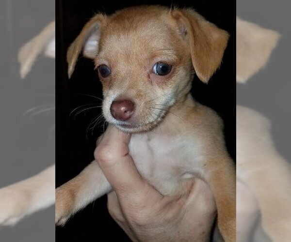 Medium Photo #16 Chihuahua-Unknown Mix Puppy For Sale in Spring, TX, USA
