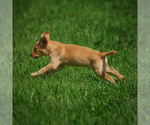 Small Photo #5 Labrador Retriever Puppy For Sale in FRESNO, OH, USA