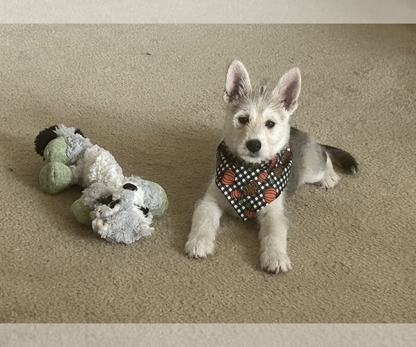 Medium Photo #8 German Shepherd Dog-Siberian Husky Mix Puppy For Sale in CONROE, TX, USA