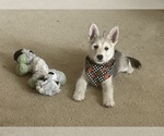 Small Photo #8 German Shepherd Dog-Siberian Husky Mix Puppy For Sale in CONROE, TX, USA