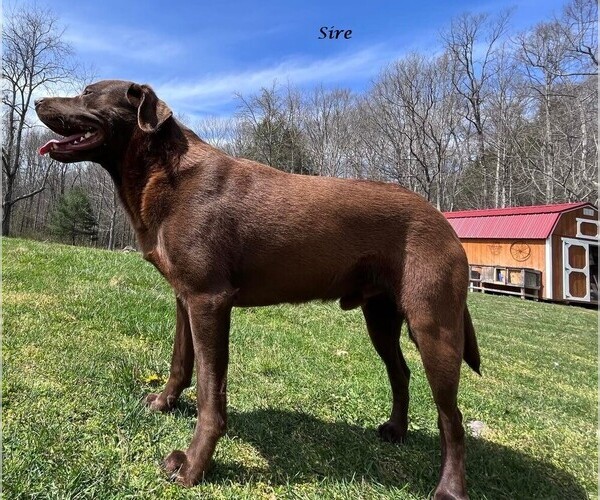 Medium Photo #1 Labrador Retriever Puppy For Sale in BRISTOL, TN, USA