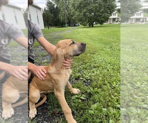 Great Dane Puppy for sale in BRIDGEWATER, VA, USA