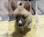 Small #49 Pomsky