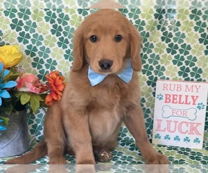 Goldendoodle (Miniature) Puppy for sale in LANCASTER, PA, USA