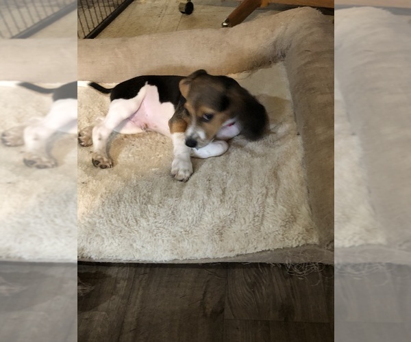Medium Photo #4 Beagle Puppy For Sale in FORT DODGE, IA, USA