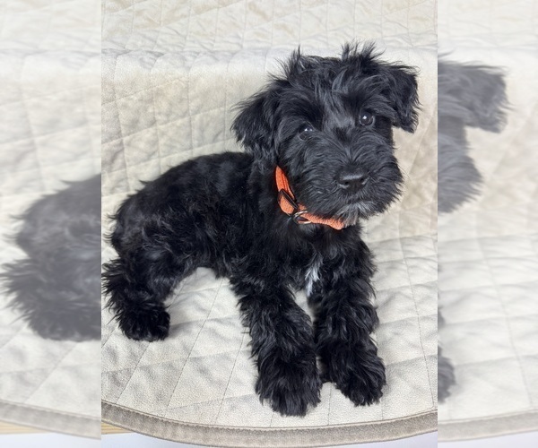 Medium Photo #1 Schnauzer (Miniature) Puppy For Sale in HIGHLAND, CA, USA