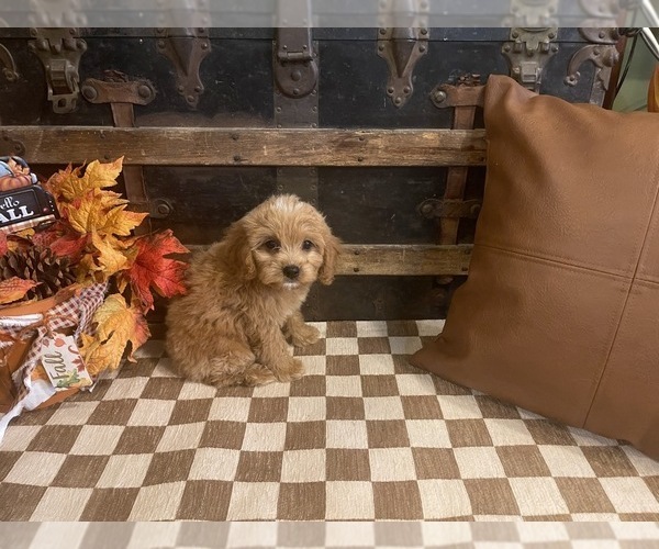 Medium Photo #3 Cavapoo (Miniature) Puppy For Sale in FULTON, KS, USA