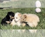 Small Photo #5 F2 Aussiedoodle Puppy For Sale in OZARK, MO, USA