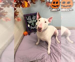 Bull Terrier Dogs for adoption in Brighton, CO, USA