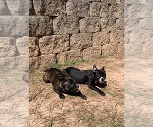 Boston Terrier Puppy for Sale in ALPHARETTA, Georgia USA
