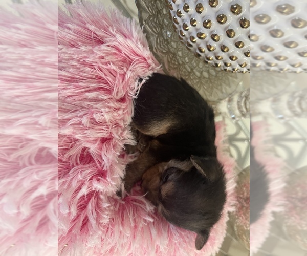 Medium Photo #8 YorkiePoo Puppy For Sale in ORLANDO, FL, USA