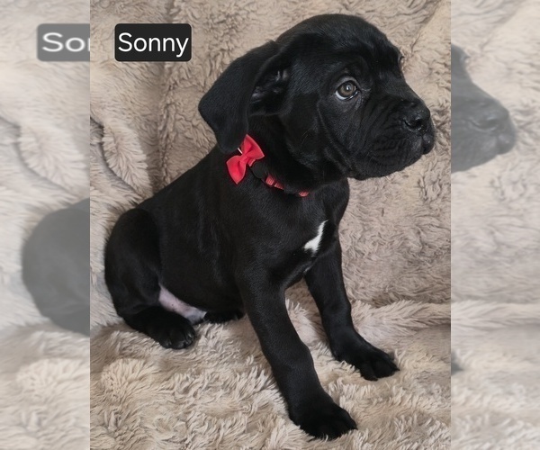 Medium Photo #7 Cane Corso Puppy For Sale in MINERAL WELLS, WV, USA