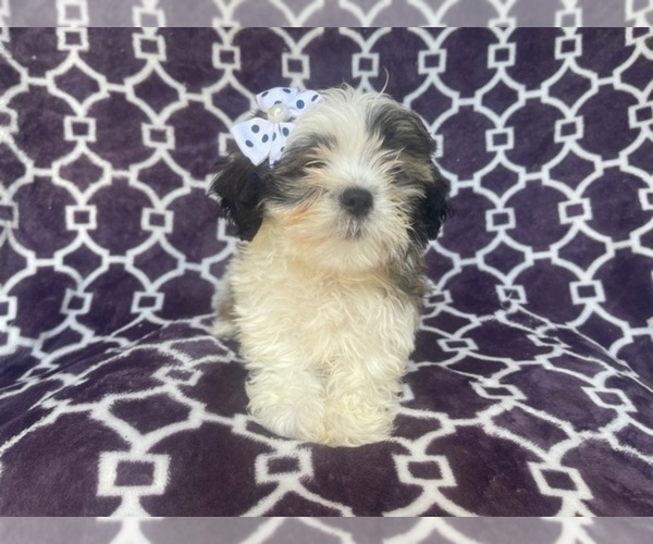 Medium Photo #13 Zuchon Puppy For Sale in LAKELAND, FL, USA