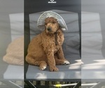 Small #1 Poodle (Standard)