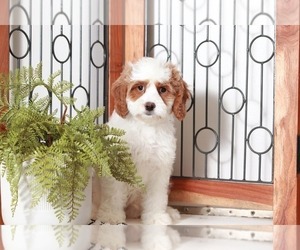 Cavapoo Puppy for sale in NAPLES, FL, USA