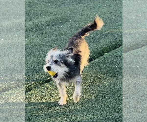 Medium Photo #13 Mutt Puppy For Sale in La Verne, CA, USA