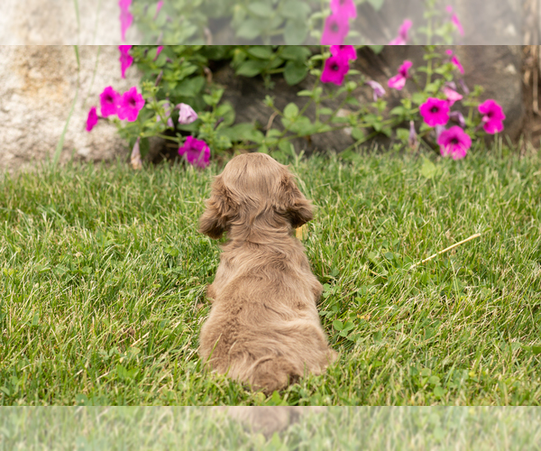 Medium Photo #6 Dachshund Puppy For Sale in MILLERSBURG, IN, USA