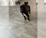 Small #2 Labrador Retriever Mix