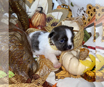 Small Photo #16 Chihuahua Puppy For Sale in RAWSONVILLE, MI, USA