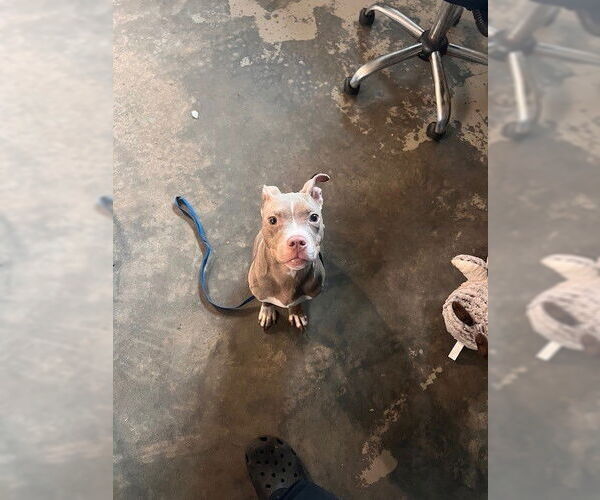 Medium Photo #1 American Pit Bull Terrier Puppy For Sale in Tallahassee, FL, USA