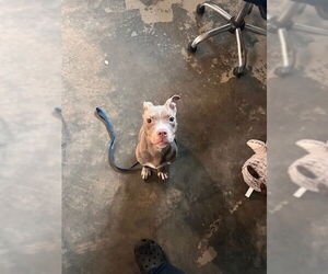 American Pit Bull Terrier Dogs for adoption in Tallahassee, FL, USA