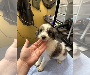 Goldendoodle Puppy for sale in WOODLEAF, NC, USA